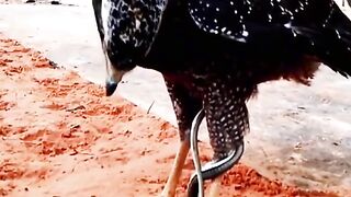 snake and peacock fight