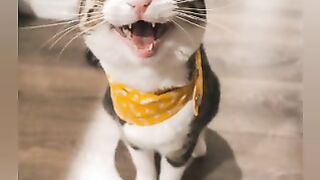 Happy lovely cute baby pets moment