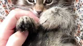 Cute Cate
