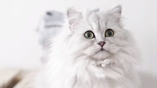 Cute Cats