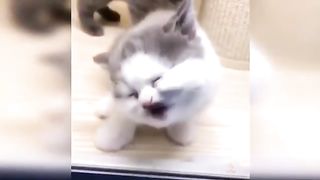 lovely kitten