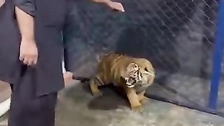 Small tiger