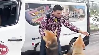 Dogs feeding
