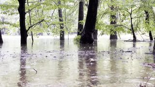 Relaxing with Nature Rain in Morning