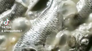 Paksiw na tilapya