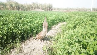 Grey Francolin Voice