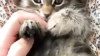 Animals video