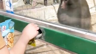 Funny Monkey Abused