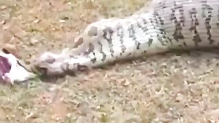 Awesome video ???? do Full watch the video