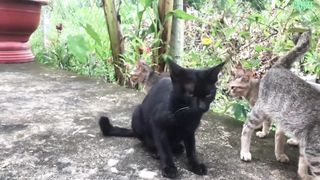 Funny And Cute Cat Videos