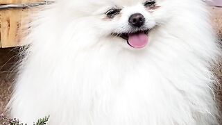 Cute dog