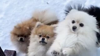 Cute Dogs
