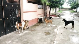 STREET_DOG_FIGHT_||_DOG_FIGHT_VIDEO_????DOGS_BARKING(1080p).