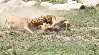 Lions fighting
