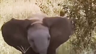Warning of the baby elephant