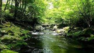 Nature video