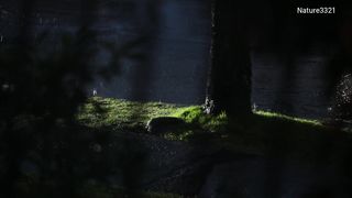 Rain in Forest at night