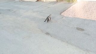 Cute cat walking in the street nicely