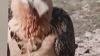 Eagle