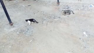 Beautiful cats near me