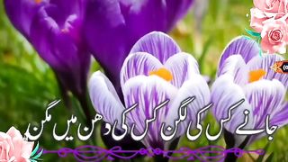 Islami status