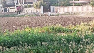 بیلوں سے ہل چلاتے ہوئے
