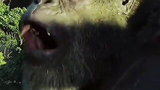 King kong Movie Hollywood movies clip