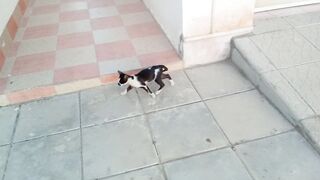 This black and white kitten is so cute and funny