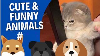 Cute And Funny Animals Compilation
