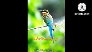 Islami status