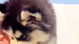 Amazing dogs