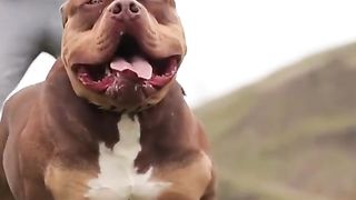 Amazing beautiful dogs