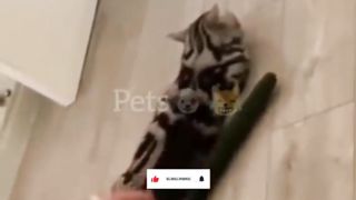 Animals Funny Moments Sp1