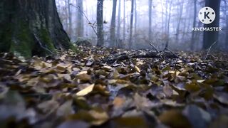 Natural videos#