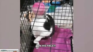 Best Funny Animal Videos7