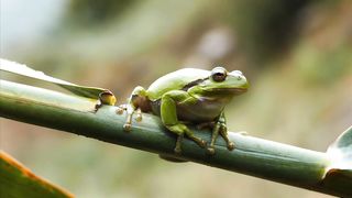 Frog Reeds Green