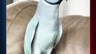 Cute Parrot kissing her Owner  Amazing Parrot Video So Cute #viral #foryou #shorts   funny parrot videos | parrot videos | subscribe