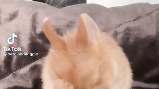 Rabbit