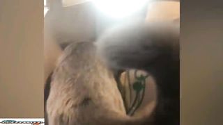 Best Funny Animal Videos 8