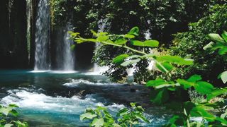 Beautiful Nature forest Scenery birds Relaxing Peaceful Soothing Music |  Sounds, Sleep Music