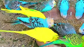 parrots feeding sight #shorts