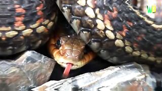 Biggest Snakes In The World - World's 10 Biggest Snakes