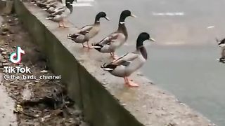 Ducks