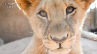 Cute_LION_CUBS_Playing