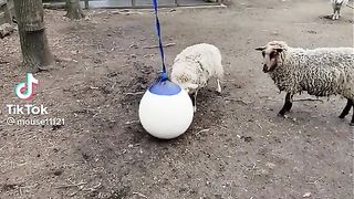 Goats