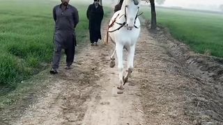 Horse dance ????????#febspot