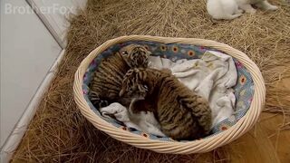 little_tiger_cubs