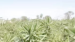 Best crop