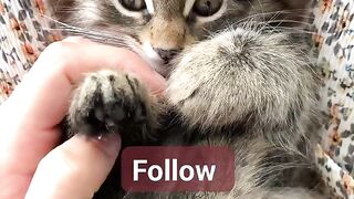 Cat video