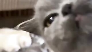 Cute Kittens